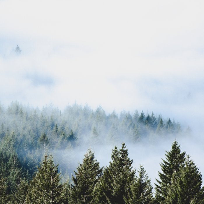 Pacific Northwest Forest Fog - Nature Photography Coffee Mug Gallery Image 2