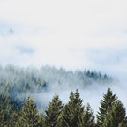 Pacific Northwest Forest Fog - Nature Photography Coffee Mug Gallery Image 2