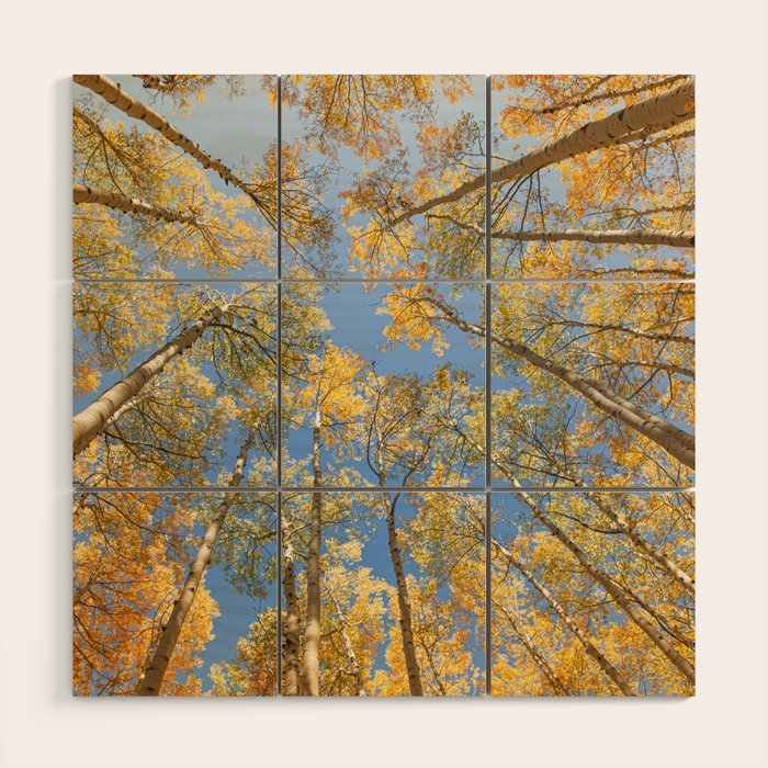 A Walk Among Aspens II Wood Wall Art Gallery Image 1