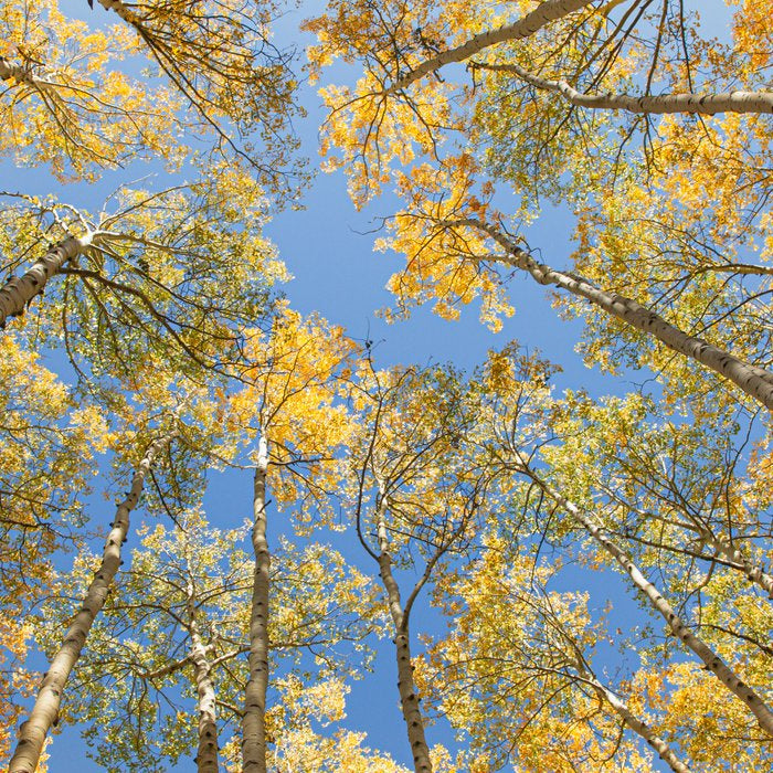 A Walk Among Aspens II Coffee Mug Gallery Image 2