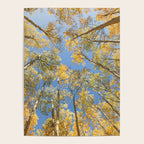 A Walk Among Aspens II Poster Gallery Image 4