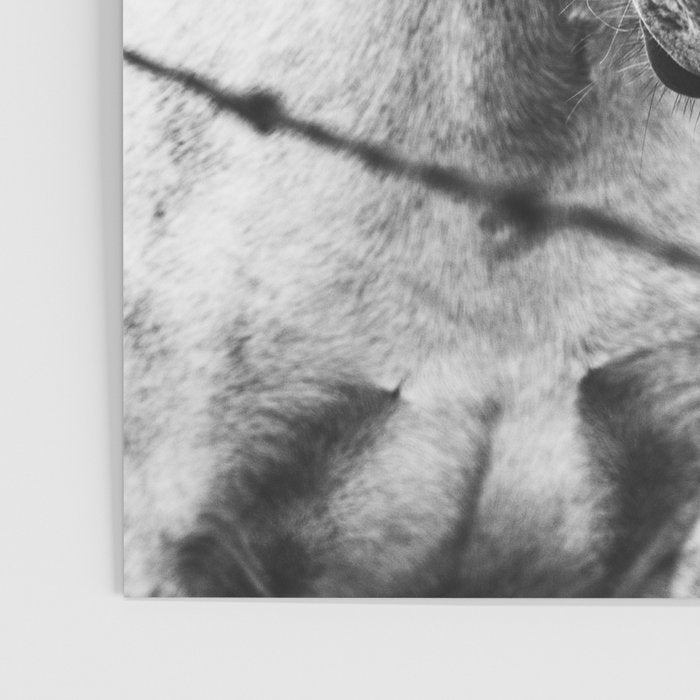 Horses Black and White Poster Gallery Image 3