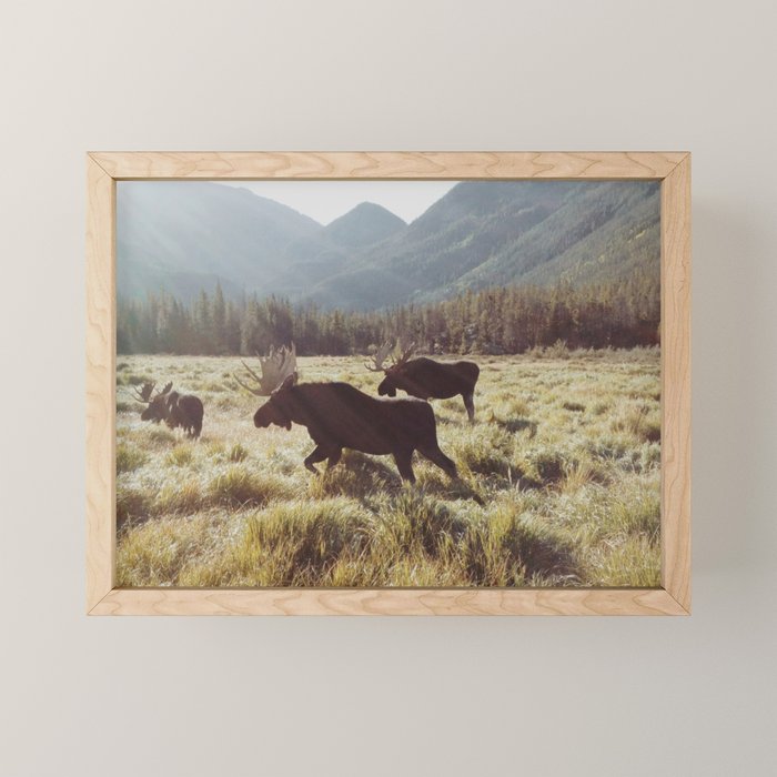 Three Meadow Moose Mini Art Print Gallery Image 1
