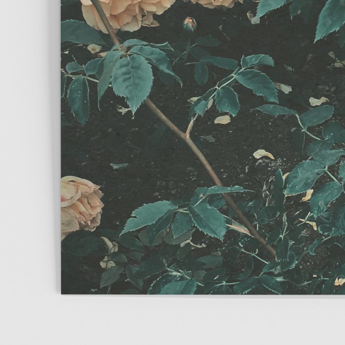 Forest of Roses Poster Gallery Image 3