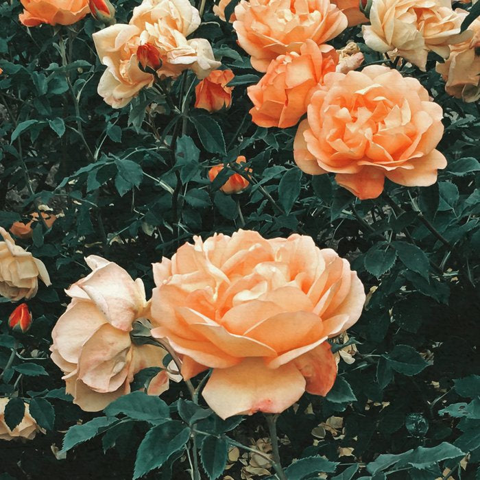 Forest of Roses Coffee Mug Gallery Image 2