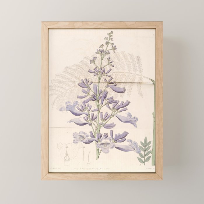 Jacaranda, 1822 Mini Art Print Gallery Image 1