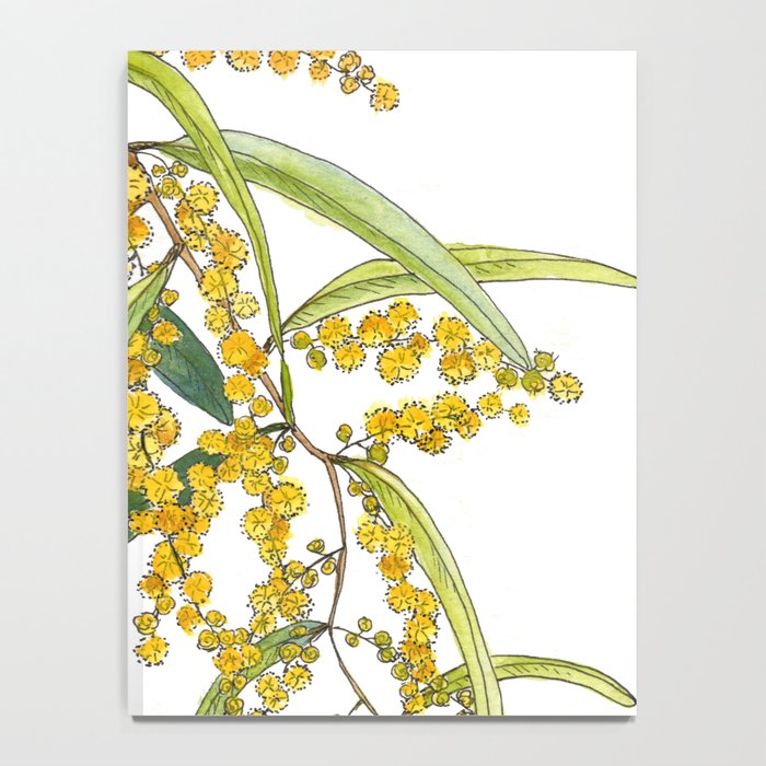 Australian Wattle Flower, Illustration Notebook Gallery Image 4