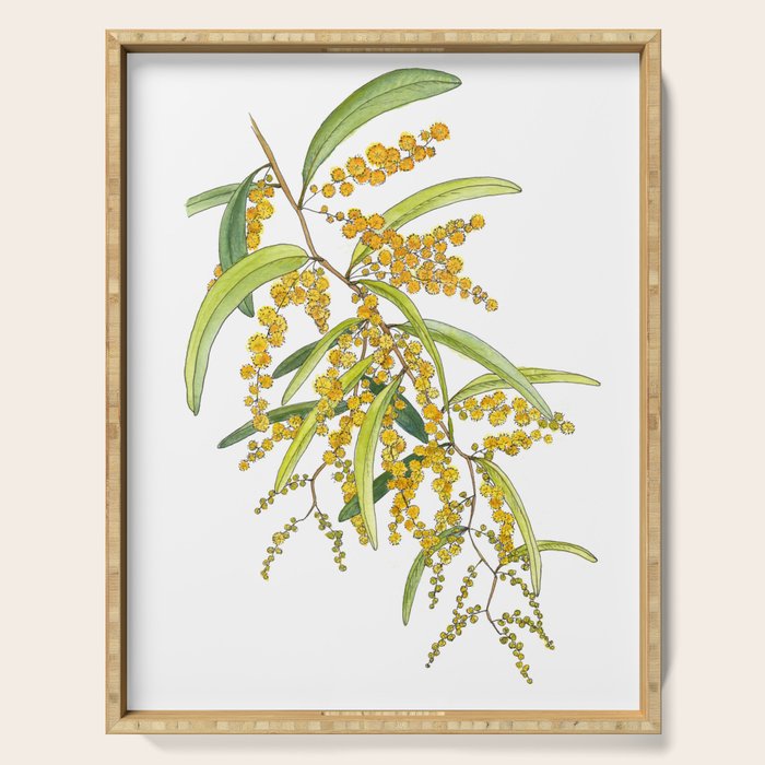 Australian Wattle Flower, Illustration Serving Tray Gallery Image 1