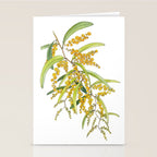 Australian Wattle Flower, Illustration Stationery Card Gallery Image 2