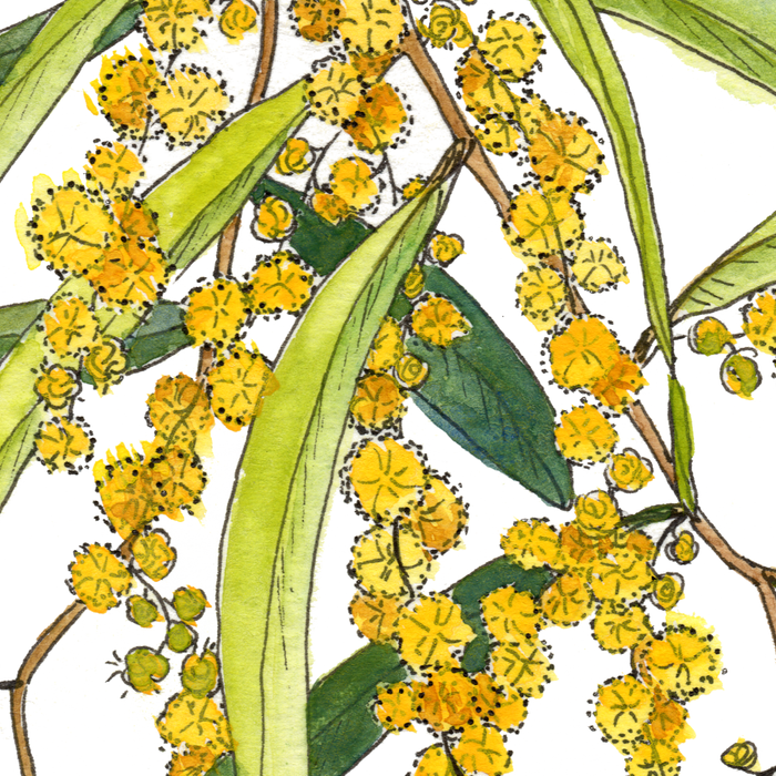 Australian Wattle Flower, Illustration Coffee Mug Gallery Image 2