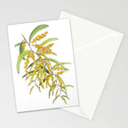 Australian Wattle Flower, Illustration Stationery Card Gallery Image 2