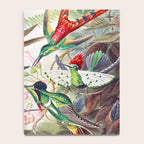 Beautiful colorful Hummingbirds from Art Forms of Nature (1904) landscape painting by Ernst Haeckel Notebook Gallery Image 4