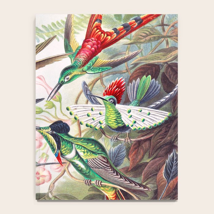 Beautiful colorful Hummingbirds from Art Forms of Nature (1904) landscape painting by Ernst Haeckel Notebook Gallery Image 4