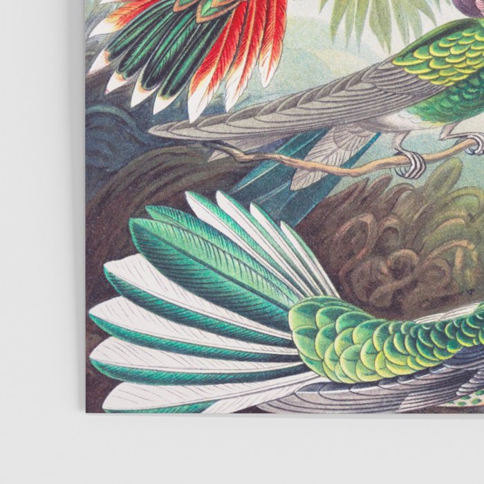 Beautiful colorful Hummingbirds from Art Forms of Nature (1904) landscape painting by Ernst Haeckel Poster Gallery Image 3