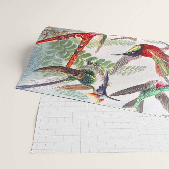 Beautiful colorful Hummingbirds from Art Forms of Nature (1904) landscape painting by Ernst Haeckel Wrapping Paper Gallery Image 2