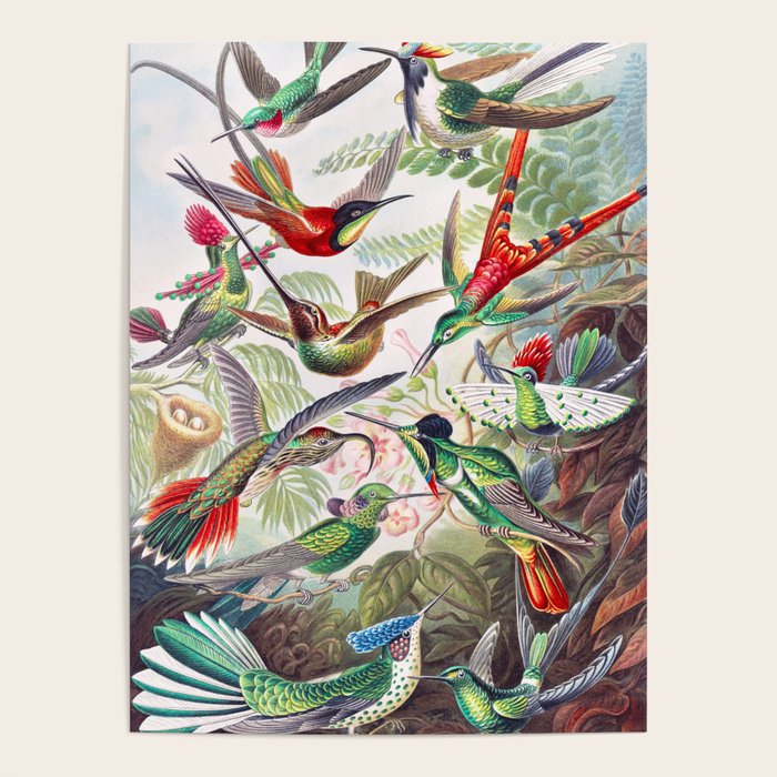Beautiful colorful Hummingbirds from Art Forms of Nature (1904) landscape painting by Ernst Haeckel Poster Gallery Image 4