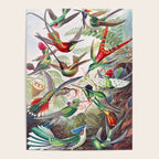 Beautiful colorful Hummingbirds from Art Forms of Nature (1904) landscape painting by Ernst Haeckel Poster Gallery Image 4