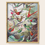 Beautiful colorful Hummingbirds from Art Forms of Nature (1904) landscape painting by Ernst Haeckel Serving Tray Gallery Image 1