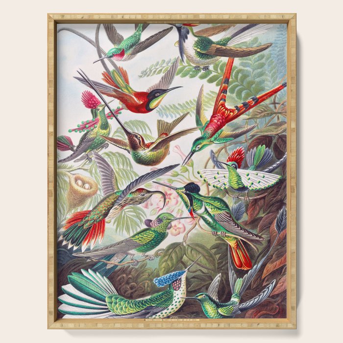 Beautiful colorful Hummingbirds from Art Forms of Nature (1904) landscape painting by Ernst Haeckel Serving Tray Gallery Image 1
