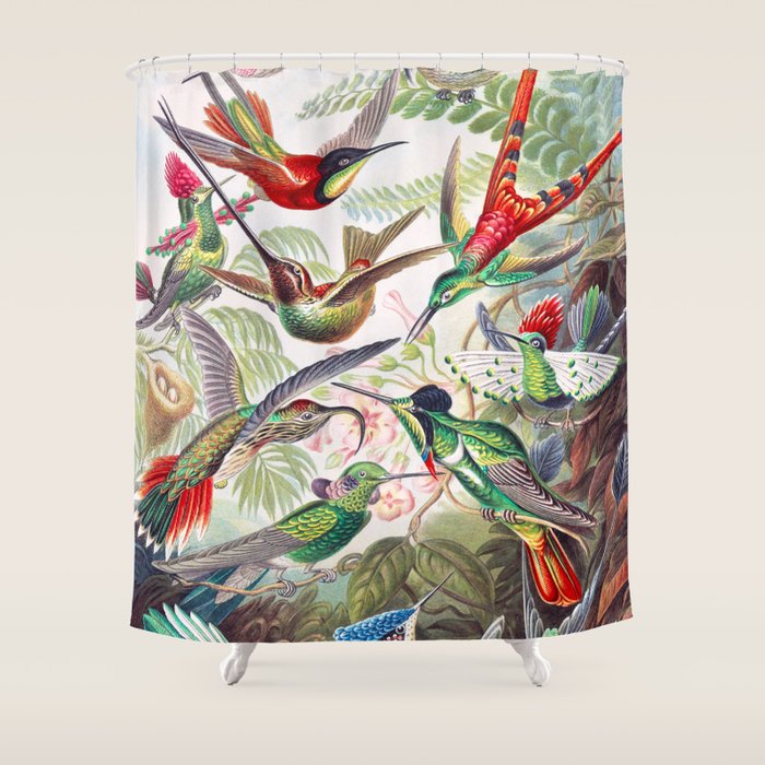 Beautiful colorful Hummingbirds from Art Forms of Nature (1904) landscape painting by Ernst Haeckel Shower Curtain Gallery Image 1