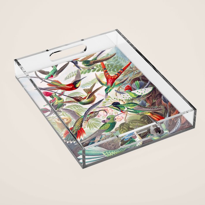 Beautiful colorful Hummingbirds from Art Forms of Nature (1904) landscape painting by Ernst Haeckel Acrylic Tray Gallery Image 1
