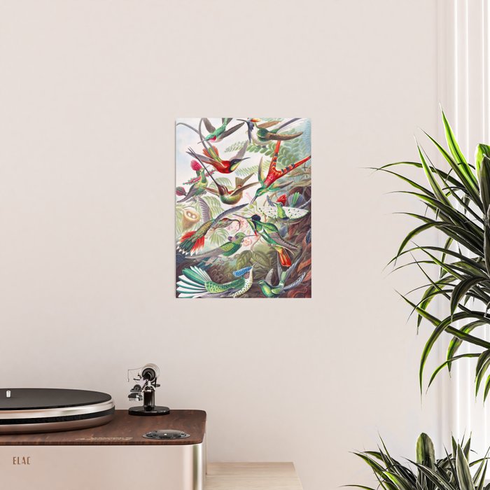 Beautiful colorful Hummingbirds from Art Forms of Nature (1904) landscape painting by Ernst Haeckel Poster Gallery Image 2
