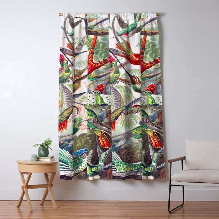 Beautiful colorful Hummingbirds from Art Forms of Nature (1904) landscape painting by Ernst Haeckel Window Curtain Gallery Image 5