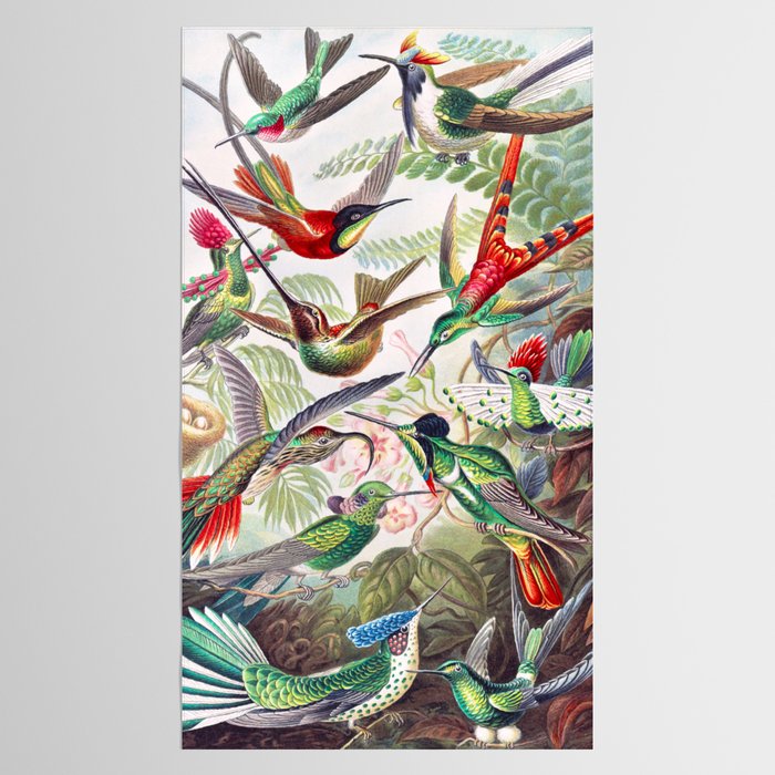 Beautiful colorful Hummingbirds from Art Forms of Nature (1904) landscape painting by Ernst Haeckel Tablecloth Gallery Image 2