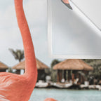 Pink Flamingos On Aruba Island Art Photo | Caribbean Beach Wall Print | Tropical Travel Photography Wall Tapestry Gallery Image 3