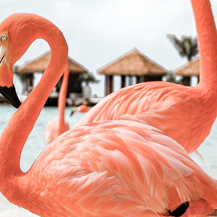 Pink Flamingos On Aruba Island Art Photo | Caribbean Beach Wall Print | Tropical Travel Photography Coffee Mug Gallery Image 2