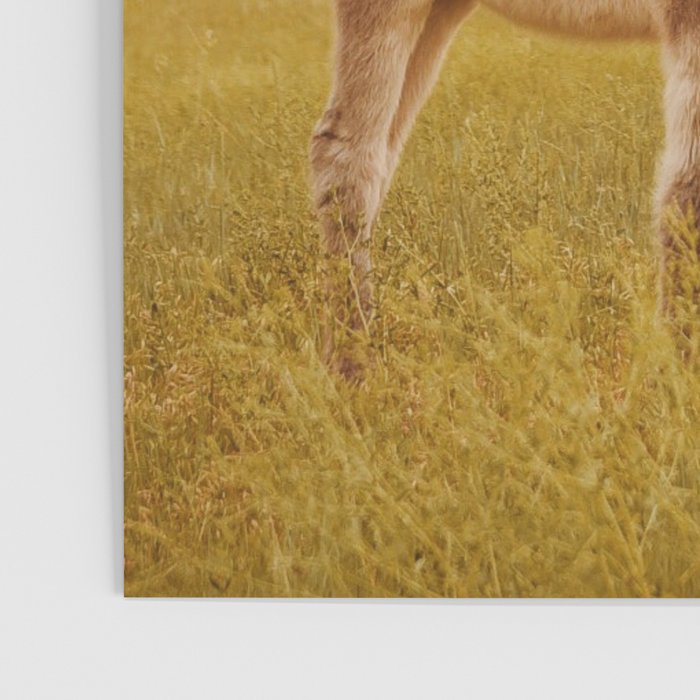 Hee Haw Poster Gallery Image 3