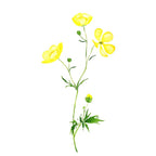 yellow buttercup flower watercolor Coffee Mug Gallery Image 2