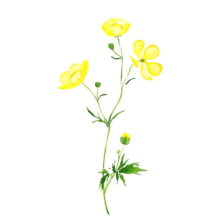 yellow buttercup flower watercolor Coffee Mug Gallery Image 2