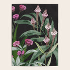 Night Garden Poster Gallery Image 4