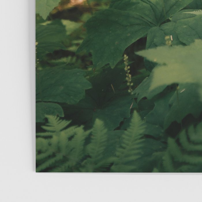 Forest Details Poster Gallery Image 3