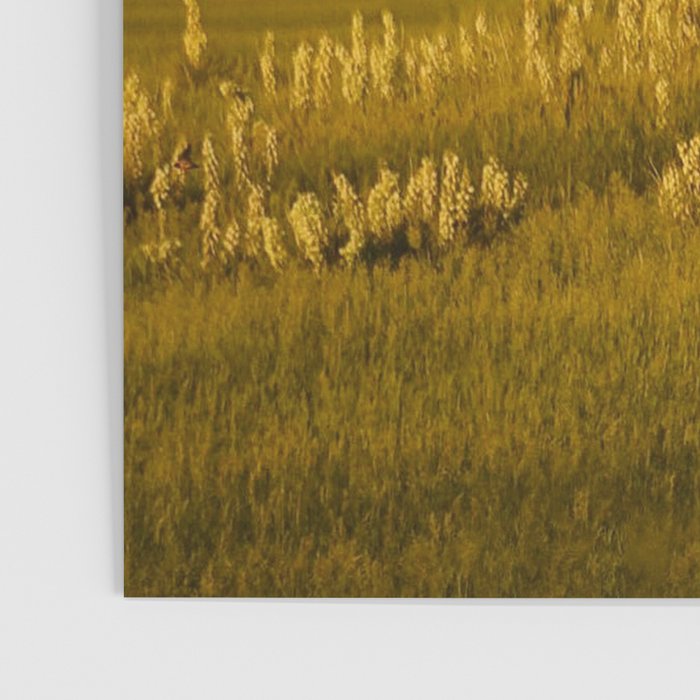 Wyoming Wildflowers Poster Gallery Image 3