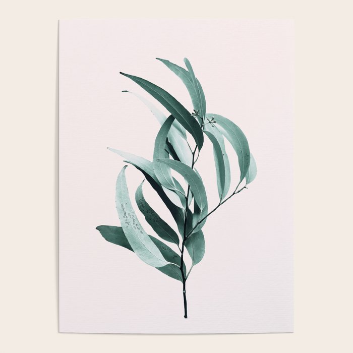 Eucalyptus II - Australian gum tree Poster Gallery Image 1