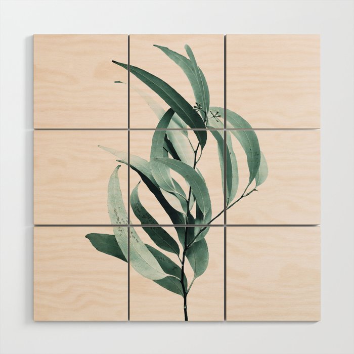 Eucalyptus II - Australian gum tree Wood Wall Art Gallery Image 1