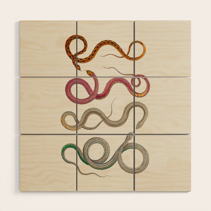 Albertus Seba Snakes Illustration Leopard Snake  Wood Wall Art Gallery Image 1