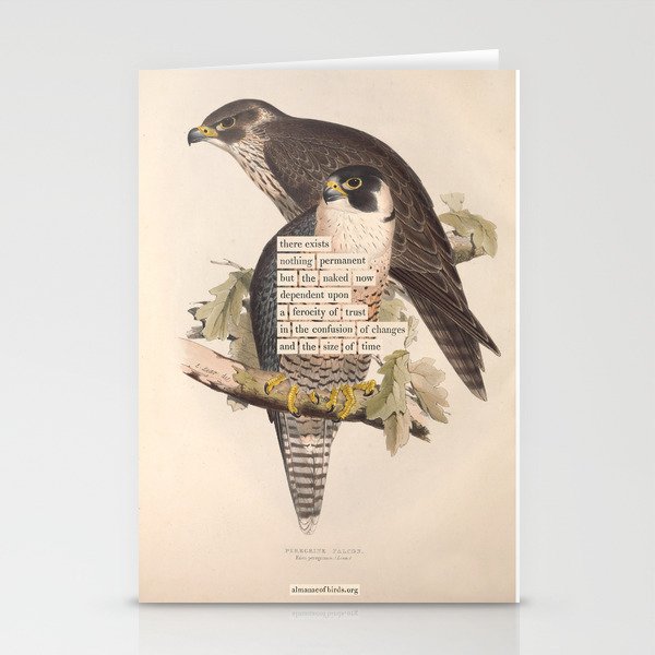 Bird Divinations: Peregrine Falcon (about: almanacofbirds.org) Stationery Card Gallery Image 2