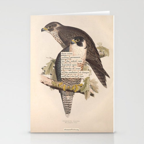 Bird Divinations: Peregrine Falcon (About: Almanacofbirds.Org) Stationery Card Gallery Image 2