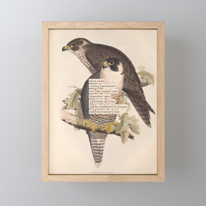 Bird Divinations: Peregrine Falcon (about: almanacofbirds.org) Mini Art Print Gallery Image 1