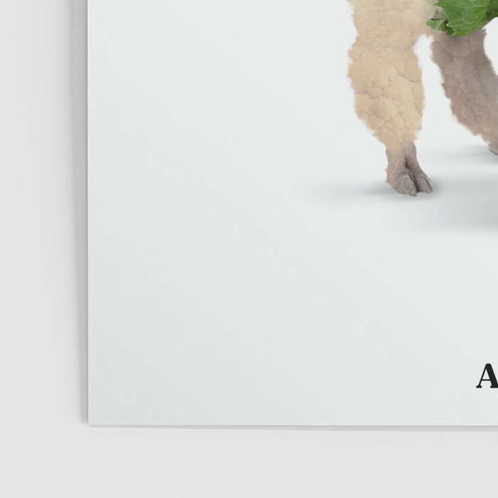 Alpacauli Poster Gallery Image 3