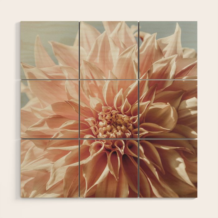 Always the Optimist  pink dahlia botanical flower photograph Wood Wall Art Gallery Image 1