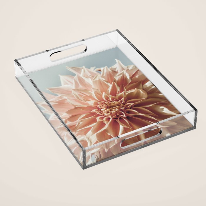 Always the Optimist  pink dahlia botanical flower photograph Acrylic Tray Gallery Image 1