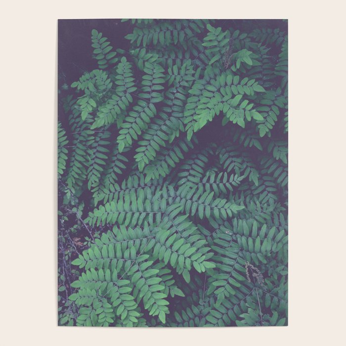 Green Woodland Fern forest leaf nature photograph Poster Gallery Image 1