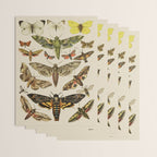 Vintage Scientific Moth Chart Wrapping Paper Gallery Image 3