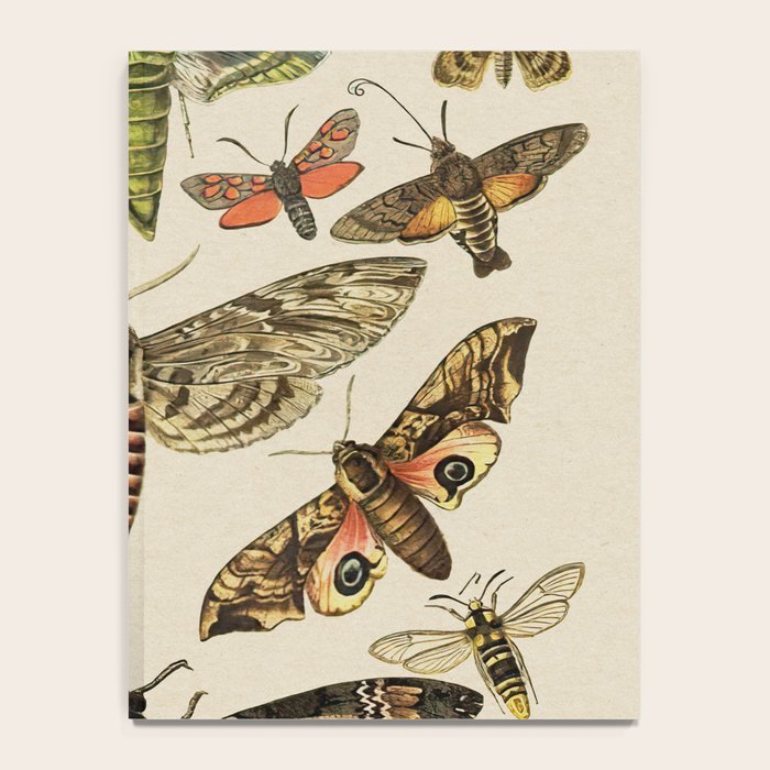 Vintage Scientific Moth Chart Notebook Gallery Image 4