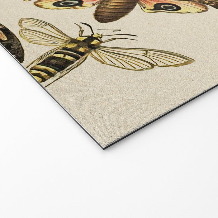 Vintage Scientific Moth Chart Welcome Mat Gallery Image 2