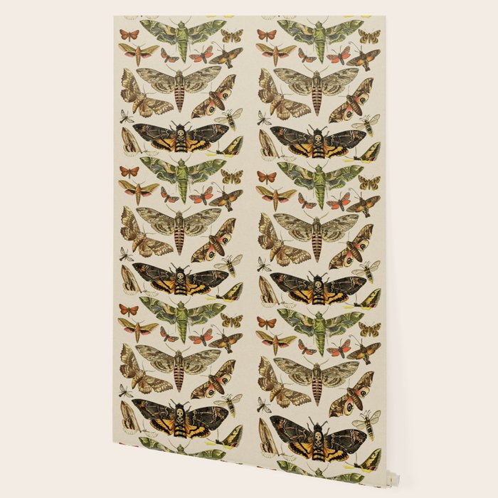 Vintage Scientific Moth Chart Wallpaper Gallery Image 2